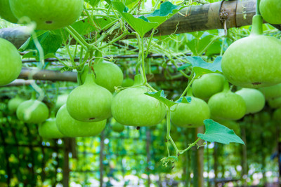 wequality round bottle Seed(20 per packet)