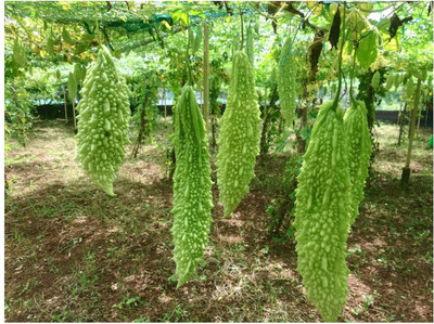 DIVINE BITTERGOURD Seed(60 per packet)