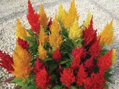 KANAYA Celosia Seed(100 per packet)