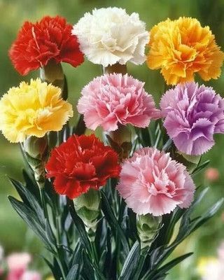 Rudraa Carnation Flower Seeds – Beautiful Fragrant Blooms for Garden (Pack of 50 Seeds) Seed(50 per packet)