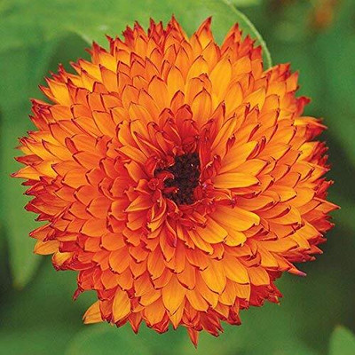 Lorvox Calendula Double Mixed Color Flower Hybrid Seed(40 per packet)