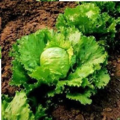 CYBEXIS Organic Lettuce - Iceburg Seeds2000 Seeds Seed(2000 per packet)