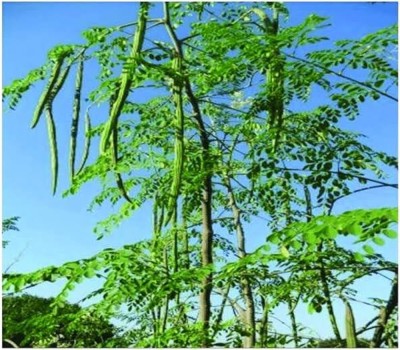 ibains Odc 3 moringa seeds Seed(84 per packet)