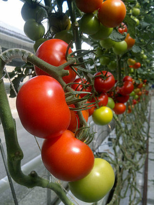 amkdseeds tomato Seed(70 per packet)