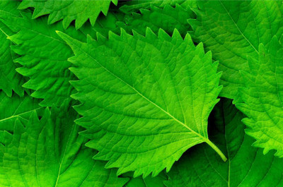 CYBEXIS XL-29 - Shiso (Perilla) - (2250 Seeds) Seed(2250 per packet)