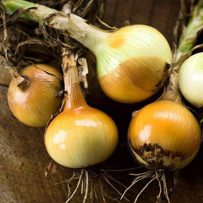 CYBEXIS Hybrid Orange Onion Seeds2000 Seeds Seed(2000 per packet)
