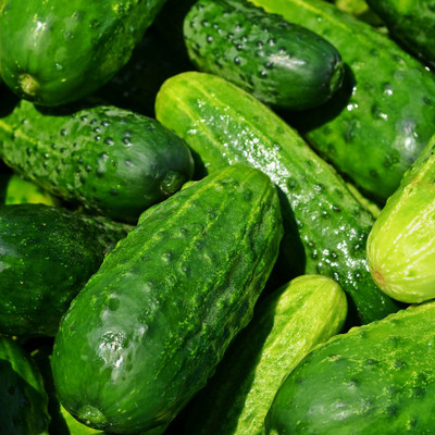 WHYGI Cucumber Centella F1 Seed-CuC_229 Seed(50 per packet)