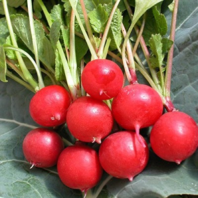 ActrovaX TURNIP OS SUPER RED VARIETY [32000 Seeds] Seed(32000 per packet)