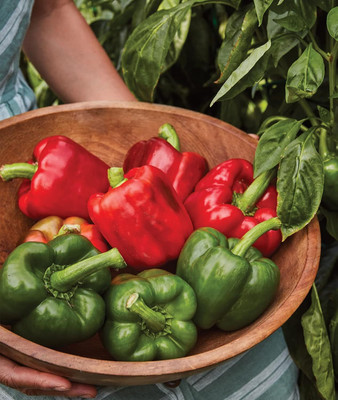 KNESSiN Non GMO Large Green Capsicum Seeds For Kitchen Gardening-(100 Seeds) Seed(100 per packet)