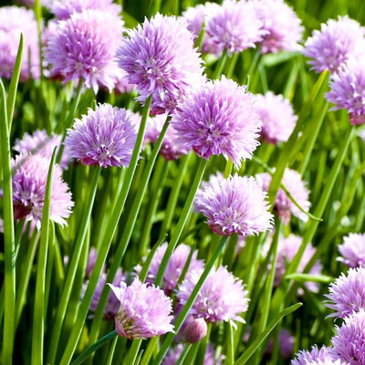 CYBEXIS NDIR-17 - GARLIC CHIVE Allium Tuberosum - (750 Seeds) Seed(750 per packet)