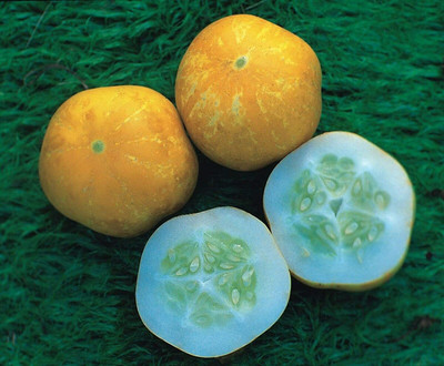 CYBEXIS Seeds of Vegetable Cucumber Crystal Lemon500 Seeds Seed(500 per packet)