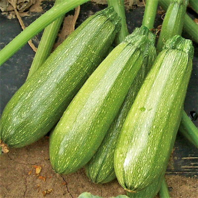 Qualtivate PUA-1A Grey Zucchini Squash Seeds Seed(30 per packet)