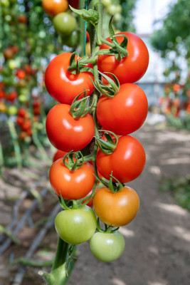 SeedsSunrise tomato Seed(140 per packet)