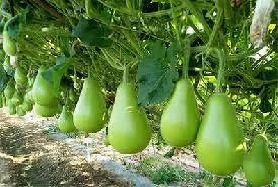 SHINU EVERGREEN Bottle gourd seeds Seed(10 per packet)
