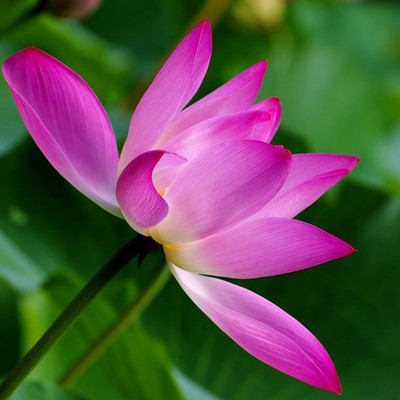 Srida lotus,kamal gatta Seed(10 per packet)