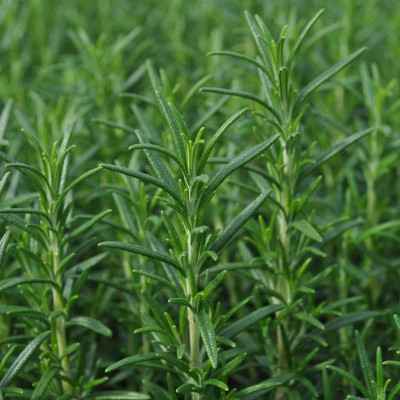 CYBEXIS XLL-69 - Rosemary - Non-GMO - (2250 Seeds) Seed(2250 per packet)