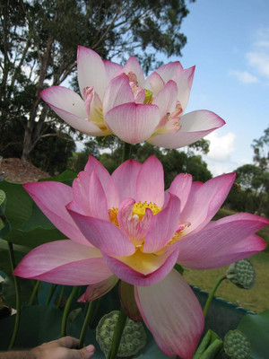 LPR LOTUS,KAMAL Seed(20 per packet)