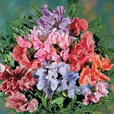 MAA Sweet Pea Seed(27 per packet)