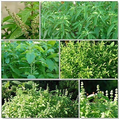 WILLVINE Africian Tree Basil, Holy Kaprao Basil, and Peruvian Basil-[2000 Seeds] Seed(2000 per packet)
