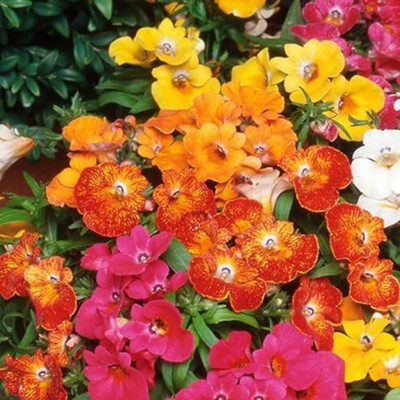 Lorvox Nemesia Red And White Flower Seed(75 per packet)
