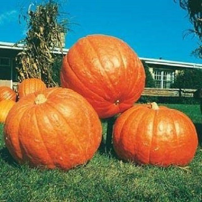 VibeX ® VLR-248 BIG MAX PUMPKIN - ORGANIC Seed(50 per packet)