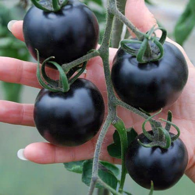 KANAYA Kale Tamatar Ke Beej For Gardening Seed(400 per packet)