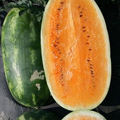 KNESSiN Fast Grow Tendersweet Orange Watermelon Seeds For Kitchen Gardening-(50 Seeds) Seed(50 per packet)