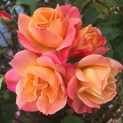 WILLVINE NDIR-7 Climbing Rose Seeds Seed(100 per packet)
