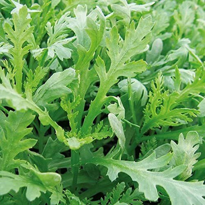 CYBEXIS Oriental Chopsuey Greens Shungiku Seeds2800 Seeds Seed(2800 per packet)