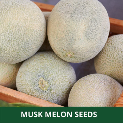CYBEXIS XLL-86 - Nirupama Imported Muskmelon - (450 Seeds) Seed(450 per packet)