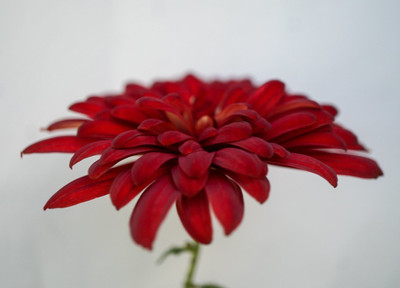 Quentova DOREEN STRAYHAM CHRYSANTHEMUM-22X-XIL Seed(50 per packet)