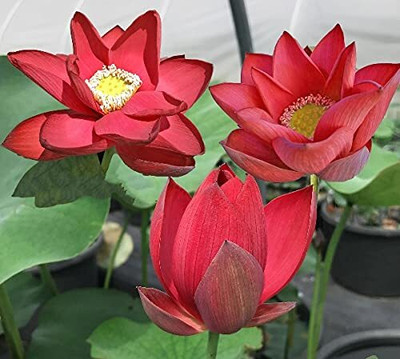 LPR Lotus seeds Seed(8 per packet)
