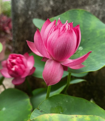 Greenfall 13 Dwarf Lotus Seeds - Ideal for Small Aquatic Gardens and Ponds Seed(10 per packet)