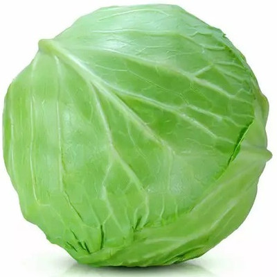 MYLAWN Top Quality Round Cabbage Vegetable Seed(500 per packet)