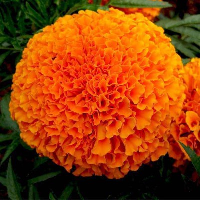 BISWAS African Yellow Marigold, Yellow Genda Flower Seed(111 per packet)