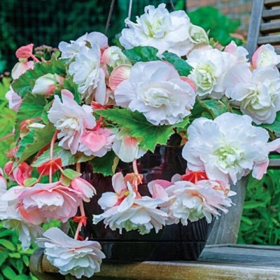 VibeX XLR-23 - Angelique Begonia - (30 Seeds) Seed(30 per packet)