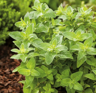PROWSEED Common Oregano Origanum Vulgare Seed(100 per packet)