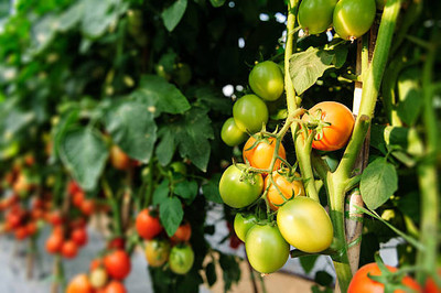 Arlo tomato Seed(145 per packet)