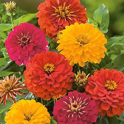 CYBEXIS TALL ZINNIA MIXED FLOWER SEEDS Seed(25 per packet)
