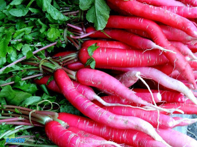 Cloud Farm Hybrid Red Radish/Mooli/Muli Vegetable Seed(150 per packet)
