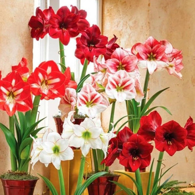 greenearthfarm Amaryllis mix flower bulbs (pack of 10) Seed(10 per packet)