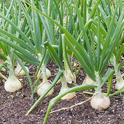 WILLVINE SYN -VI White Onion Vegetable Seeds [10g] Seed(7500 per packet)
