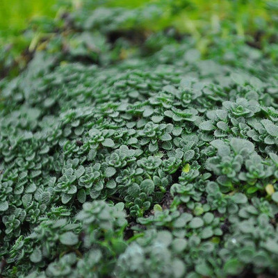 CYBEXIS VXI-53 - Thymus serpyllum Elfin Thyme - (1350 Seeds) Seed(1350 per packet)