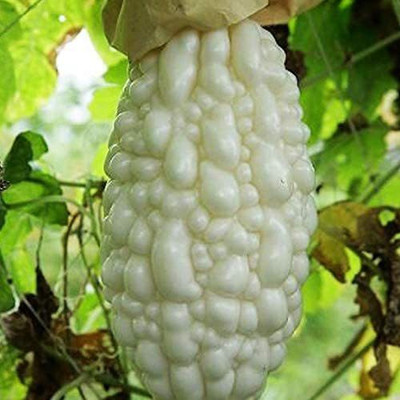 CYBEXIS LX-47 - Exotic White Bitter Gourd - (300 Seeds) Seed(300 per packet)