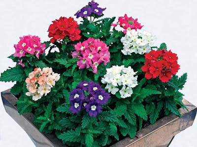 KANAYA Verbena Seed(70 per packet)
