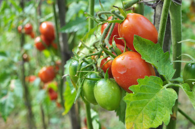 SIDDHARTH FISH FARM tomato Seed(135 per packet)