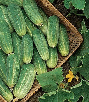 Qualtivate XXX-1A Picklebush Pickling Cucumber Seeds Seed(300 per packet)