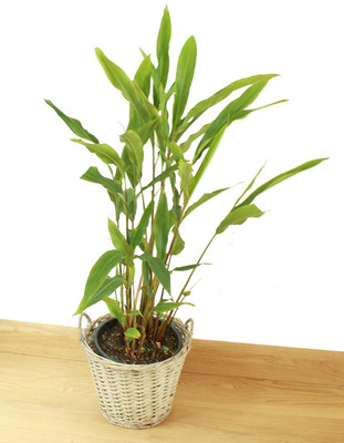 CYBEXIS PUAS-77 - Cardamom Chhoti Elachi Illaichi - (60 Seeds) Seed(60 per packet)