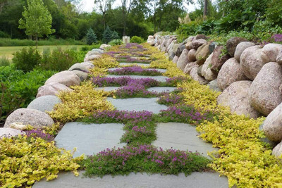 Qualtivate ATS-125 Creeping Thyme Seeds Seed(200 per packet)