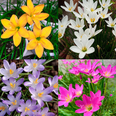 Seedsilk Rain Lily Multicolor Flower Bulbs Seed(5 per packet)